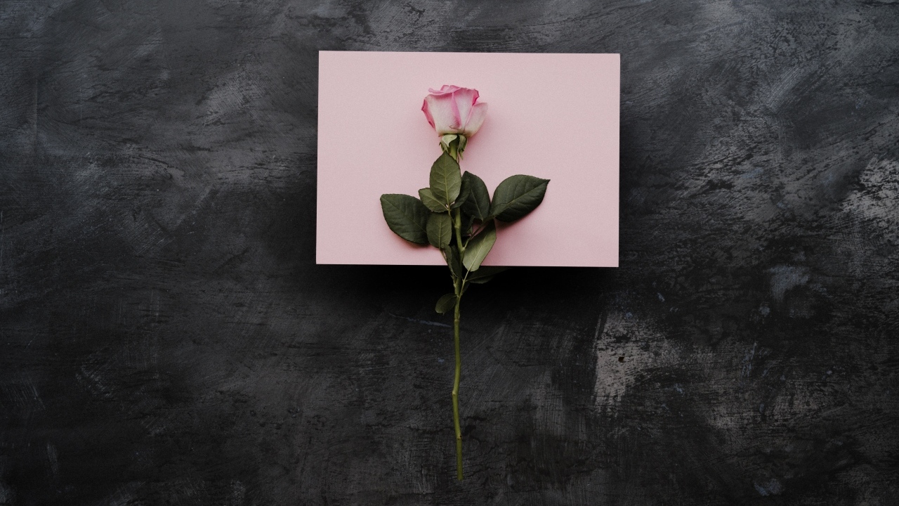 Роза и лист бумаги на сером фоне