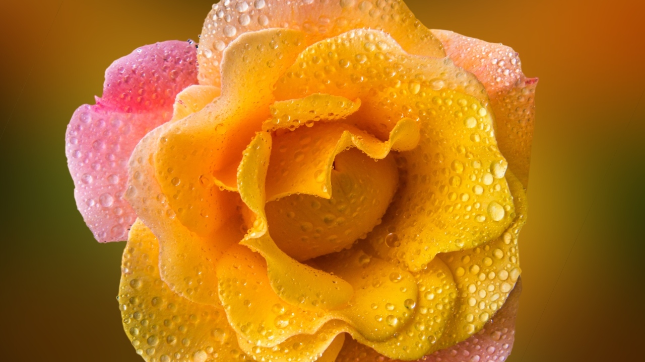 Роза с оранжевыми лепестками в каплях росы