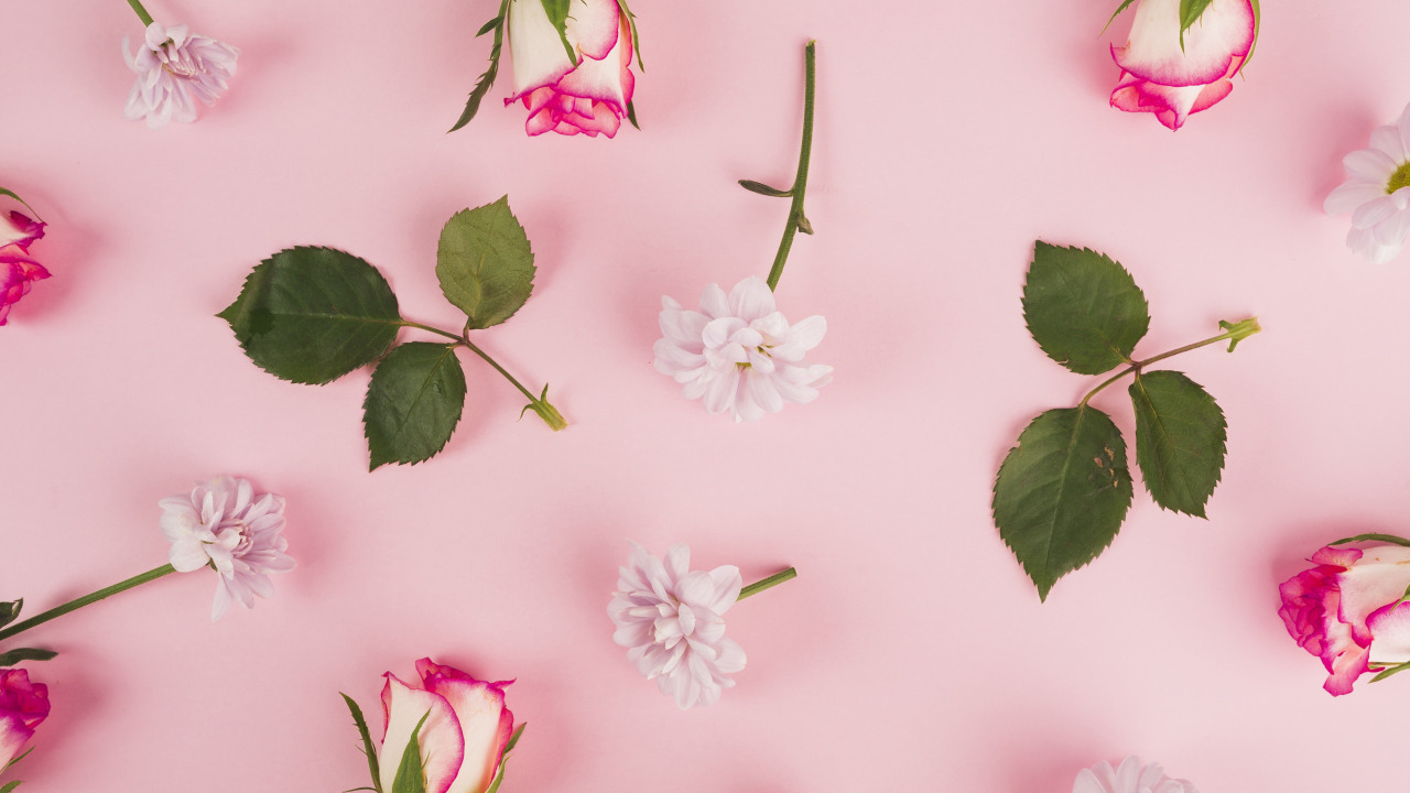 Розы с листьями и цветами хризантемы на розовом фоне