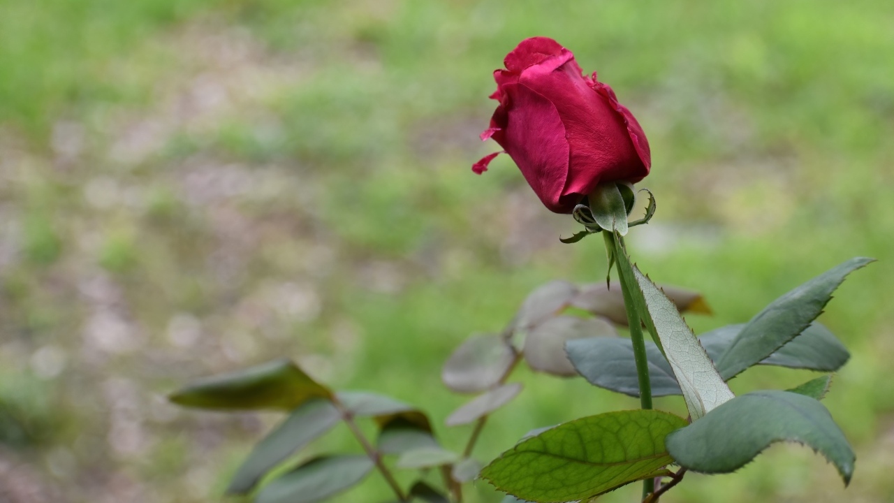 Алая роза с зелеными листьями крупным планом