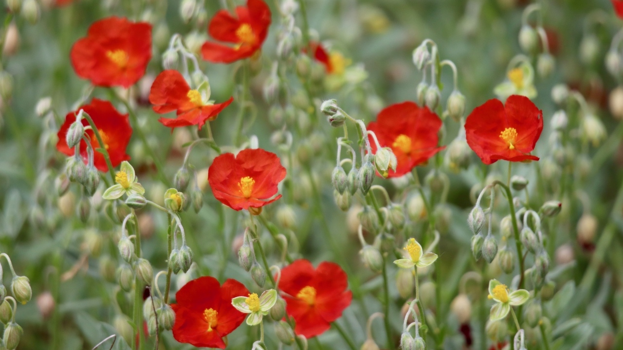 Маленькие красные цветы с бутонами крупным планом