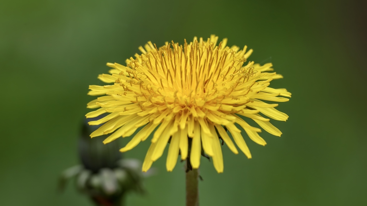Маленький желтый одуванчик на зеленом фоне
