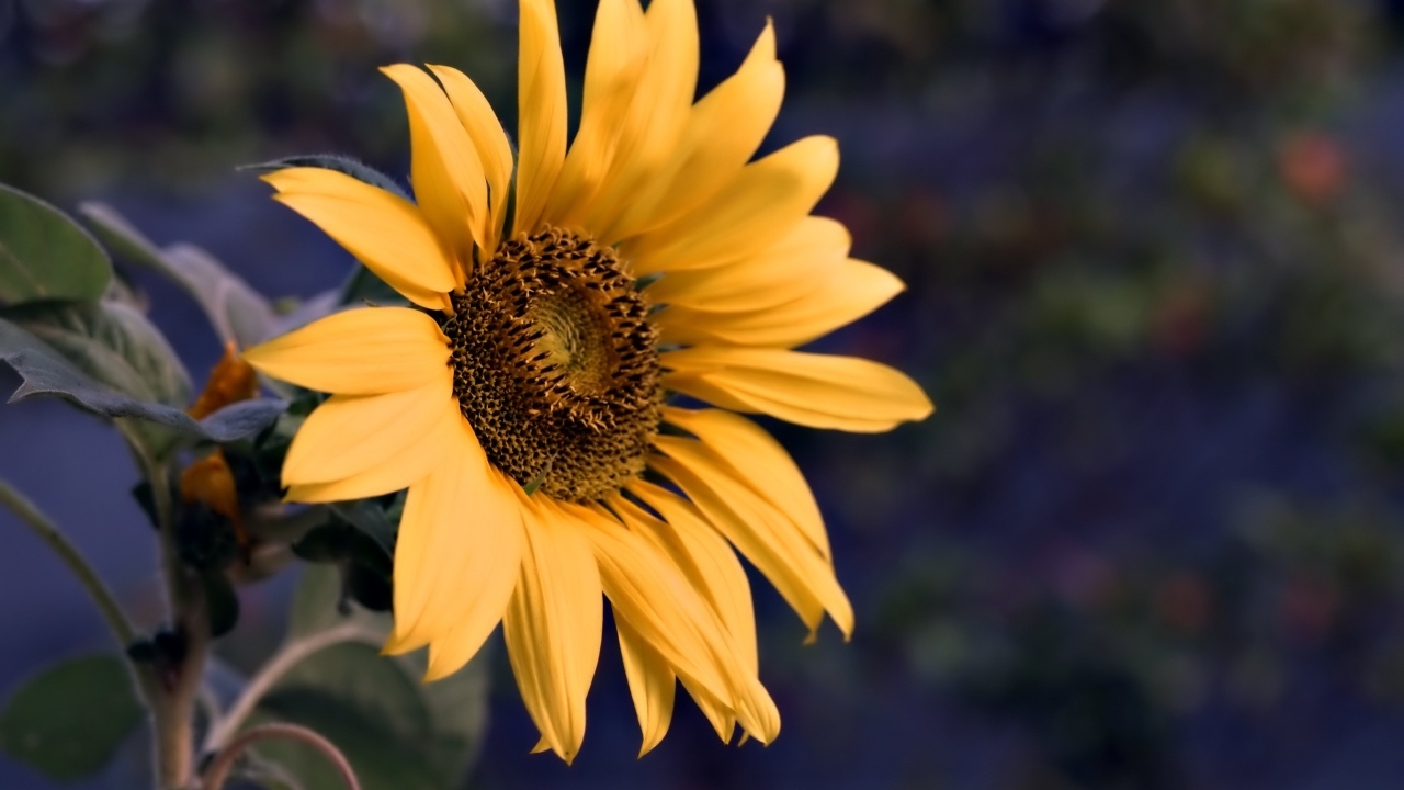 Маленький желтый цветок полевого подсолнуха