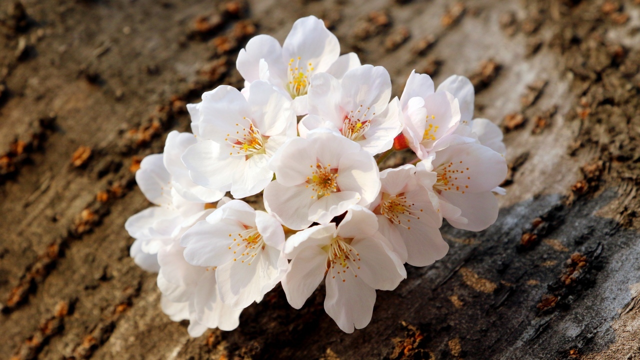 Весенние цветы абрикоса сорванные с веток