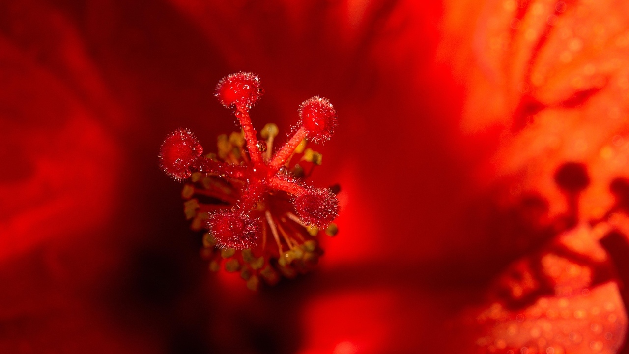 Тычинка цветка красного гибискуса