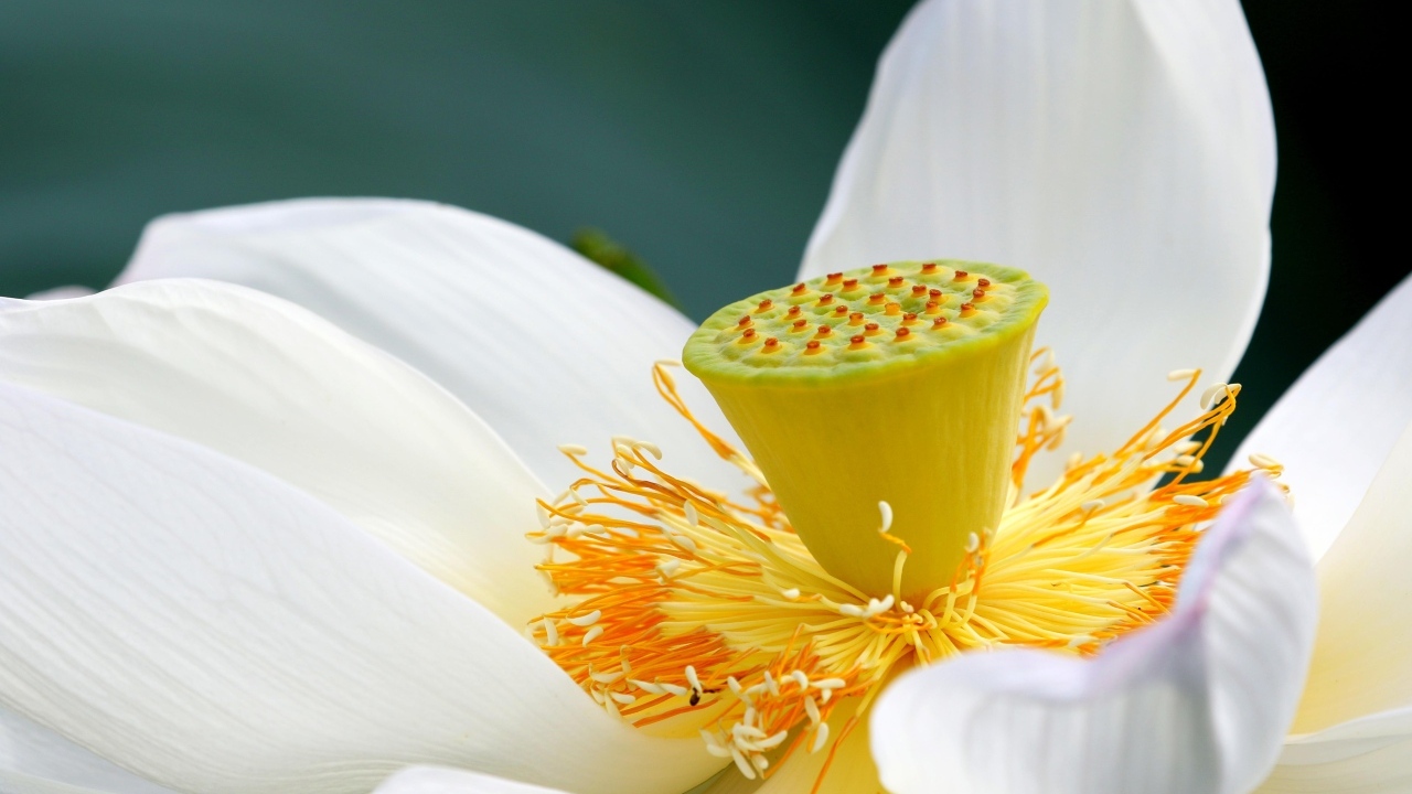 Середина нежного белого цветка лотоса