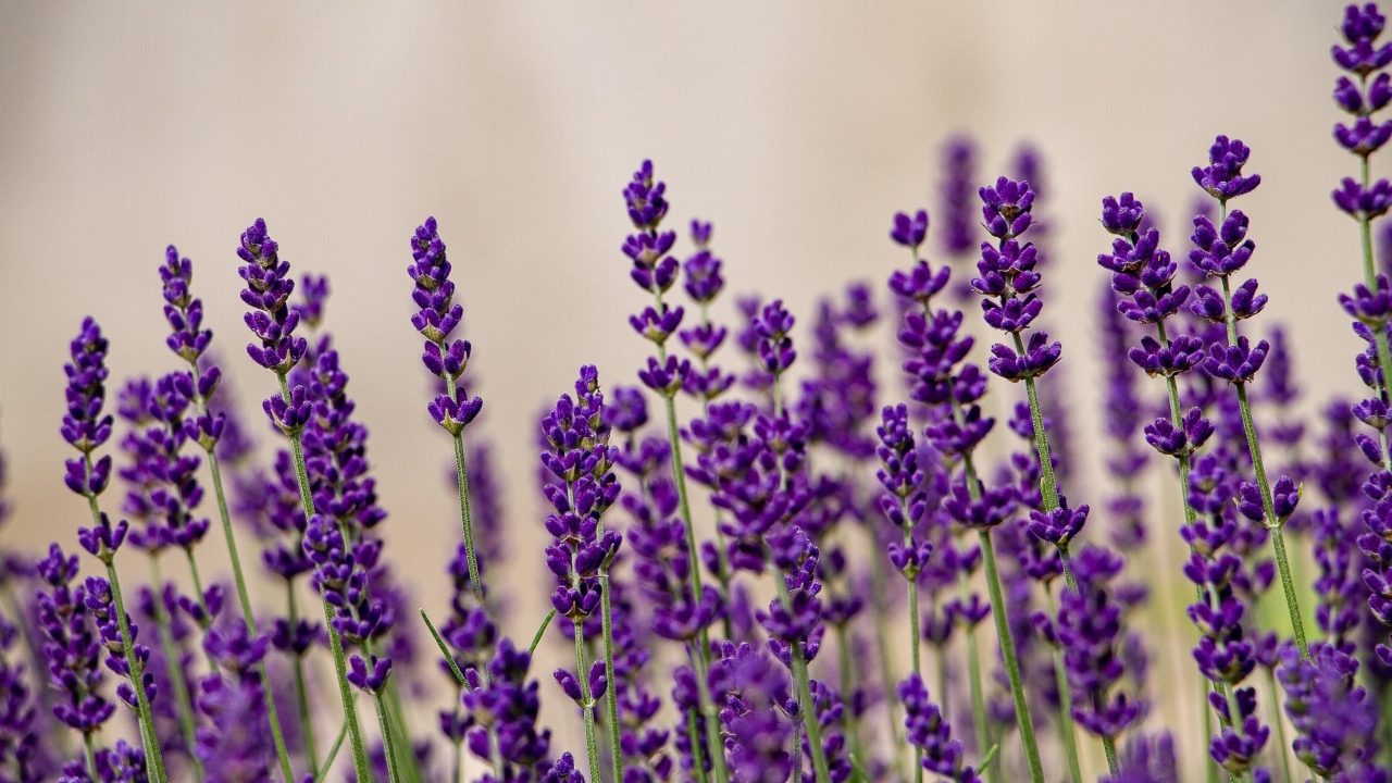 Тонкие стебли с цветами лаванды на поле