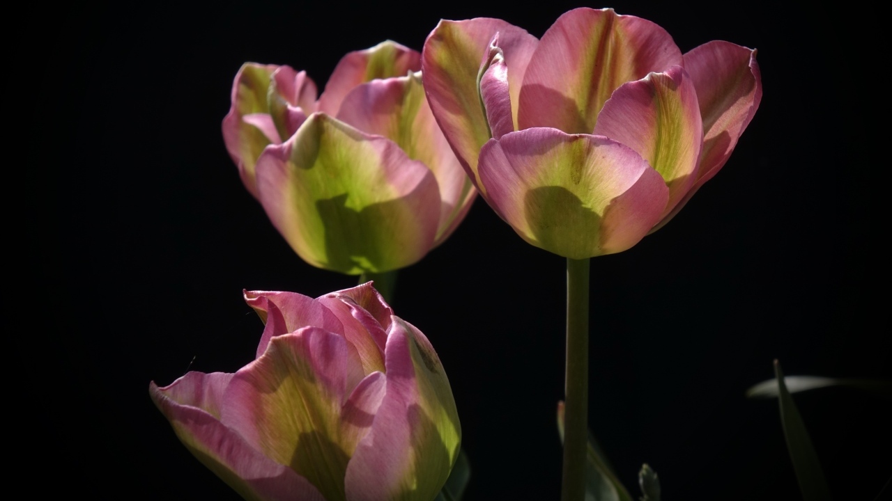 Three real pink tulips on a black background