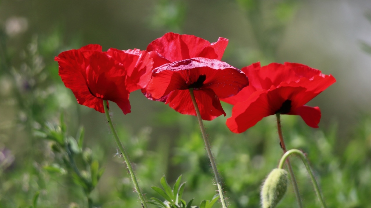 Три красных мака в лучах солнца