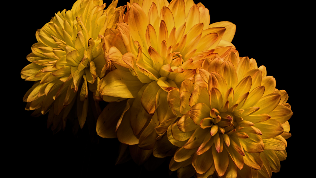 Три желтых цветка хризантемы на черном фоне