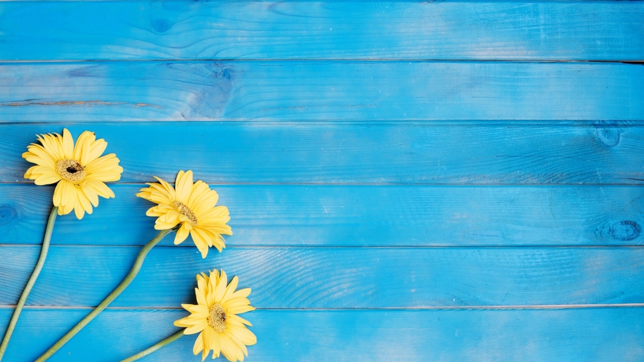 Три желтые герберы на голубом фоне
