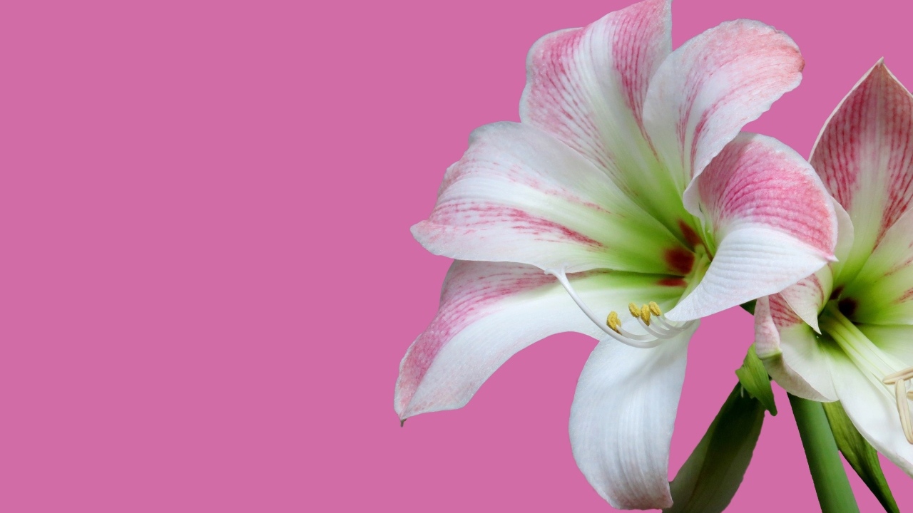 Два цветка амариллиса на розовом фоне