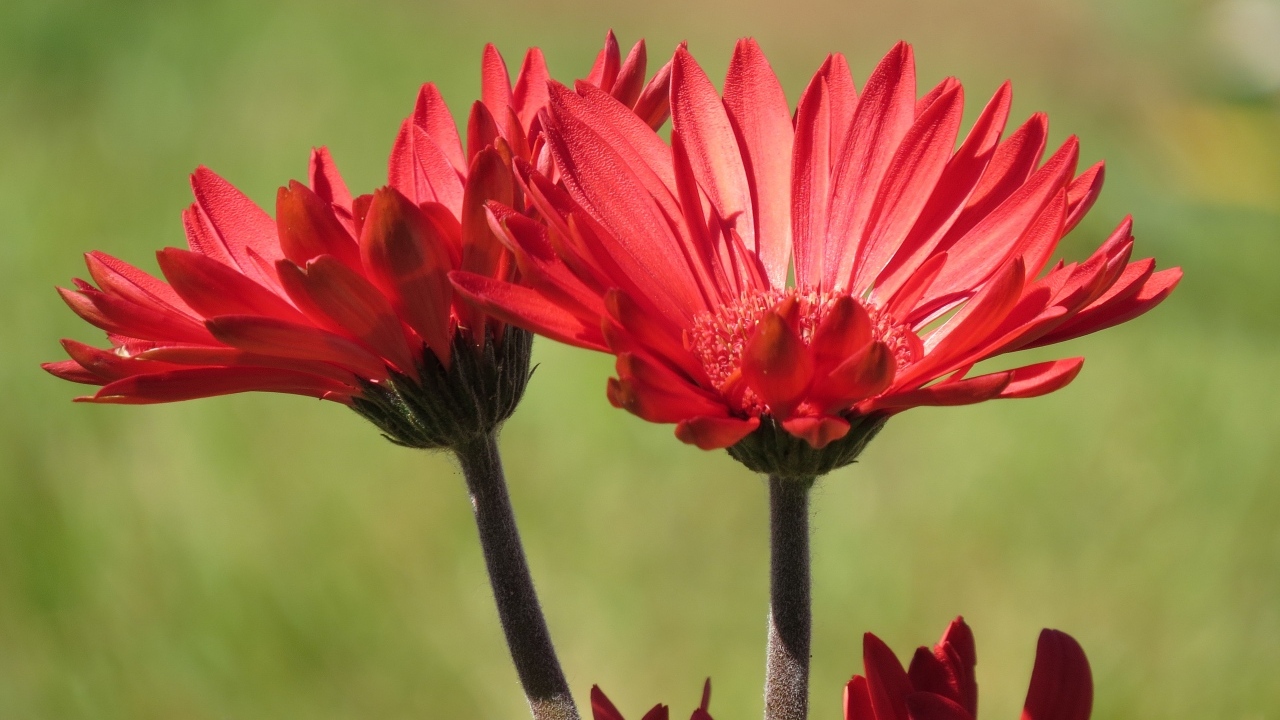 Два красивых красных цветка крупным планом