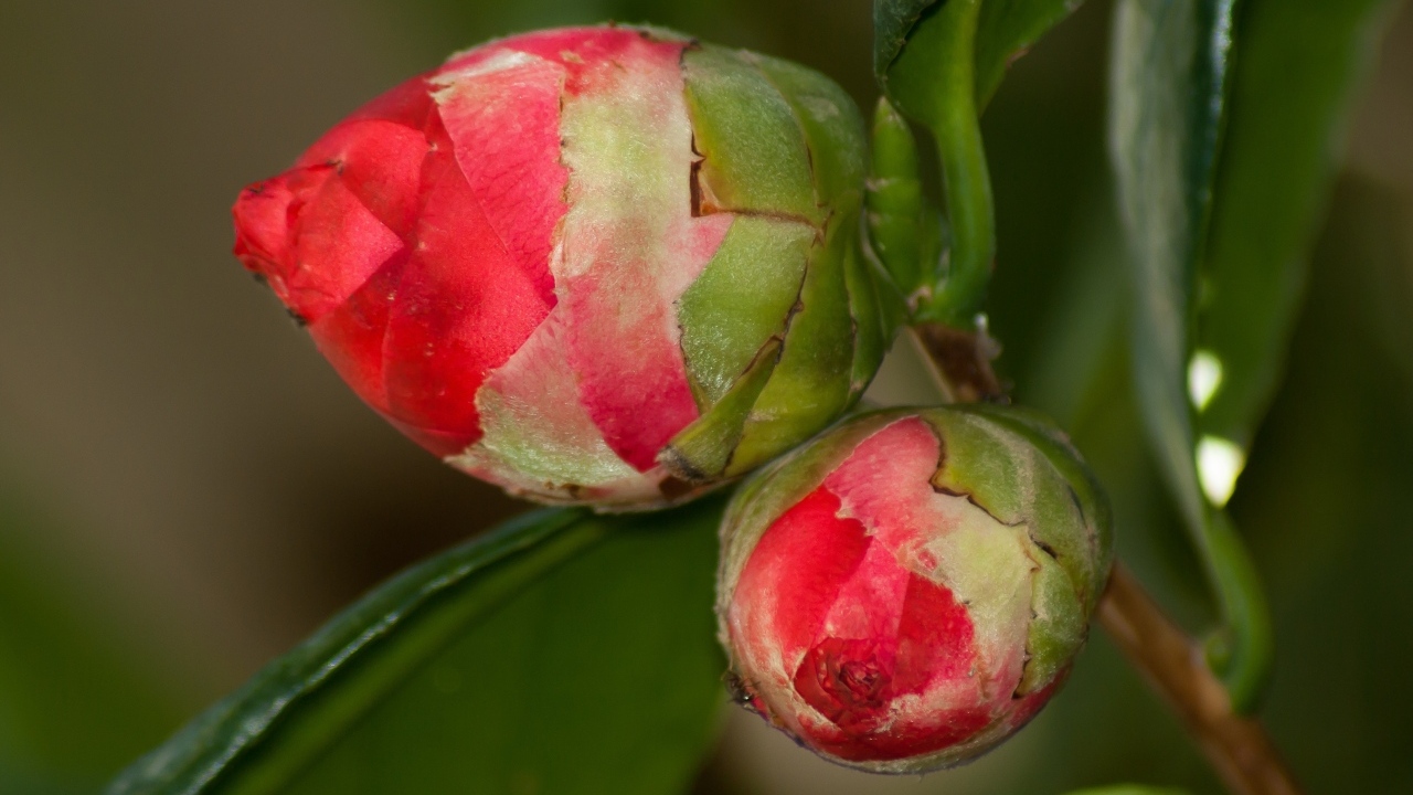 Два бутона красных цветов камелии