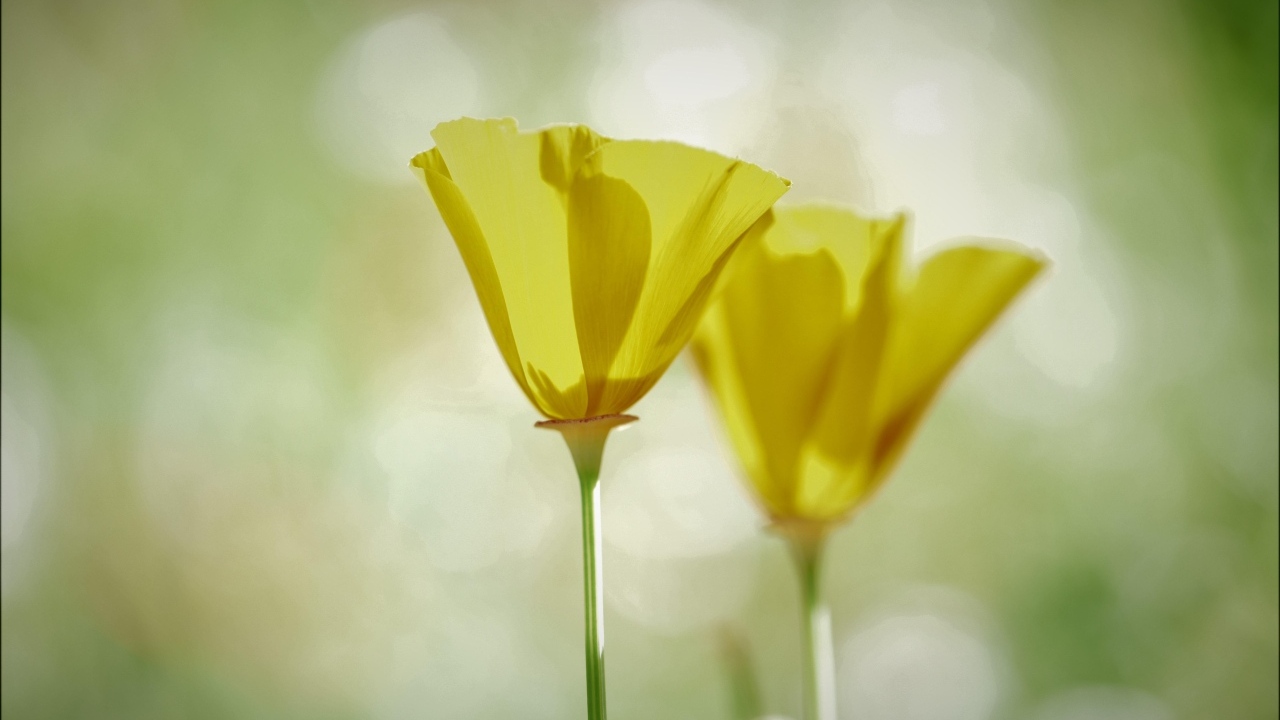 Два нежных желтых цветка эшшольции 