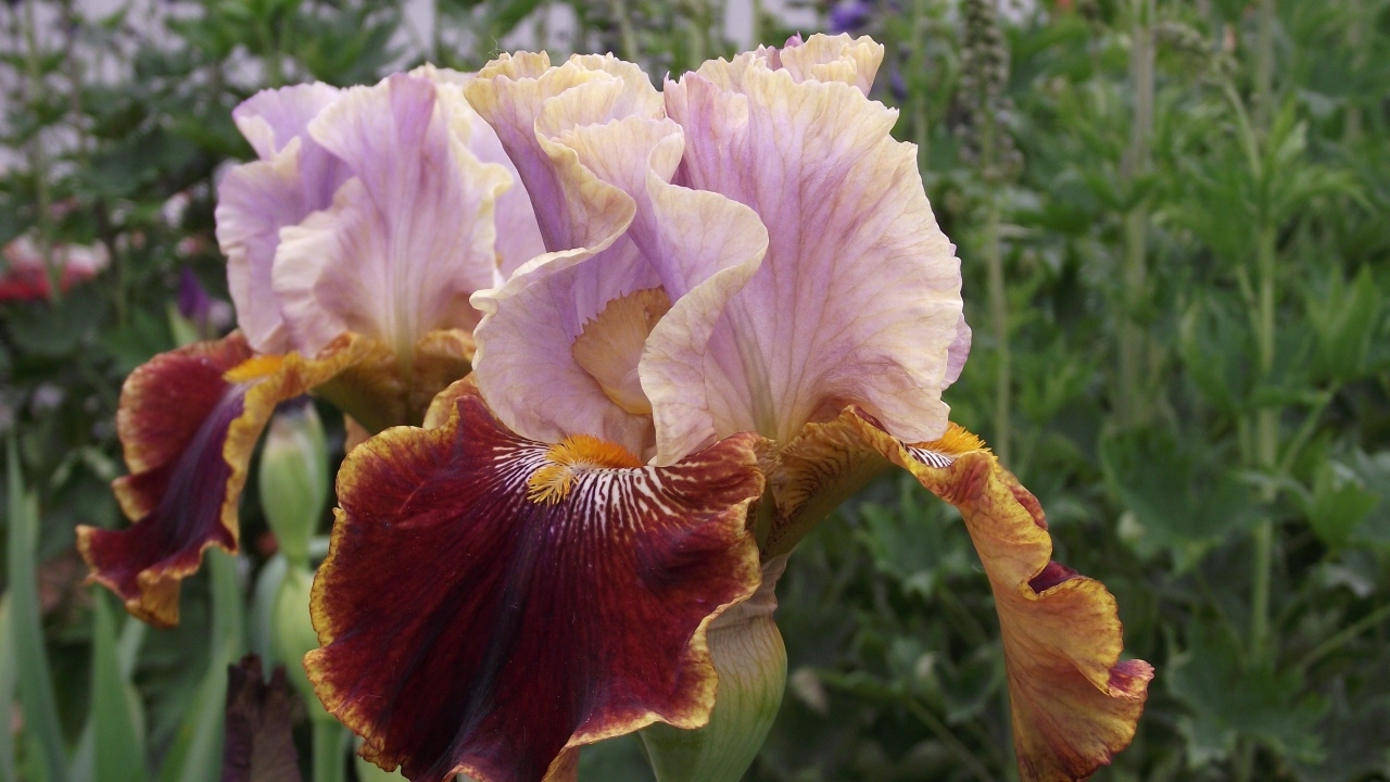 Два цветка ириса на клумбе в саду