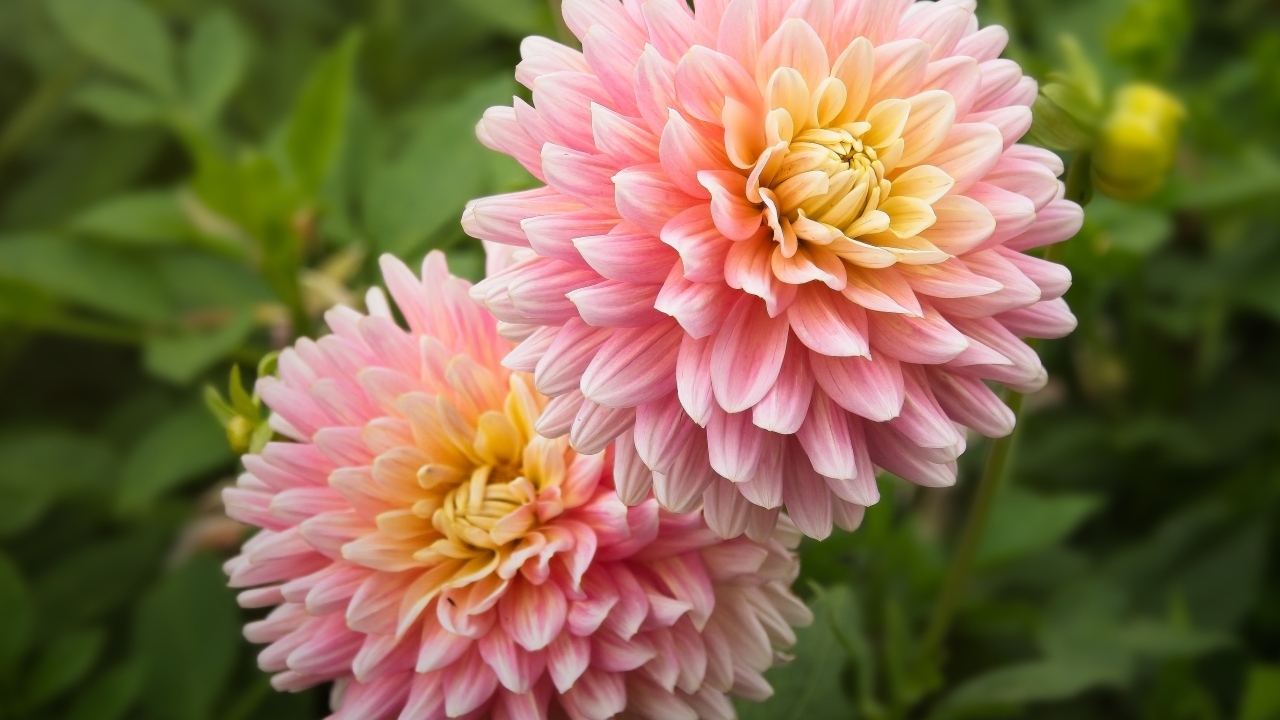 Два пышных розовых цветка георгина