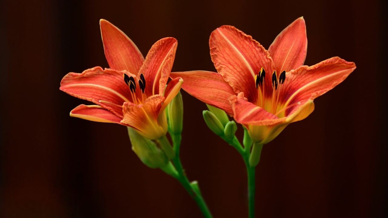 Два оранжевых цветка лилии на коричневом фоне