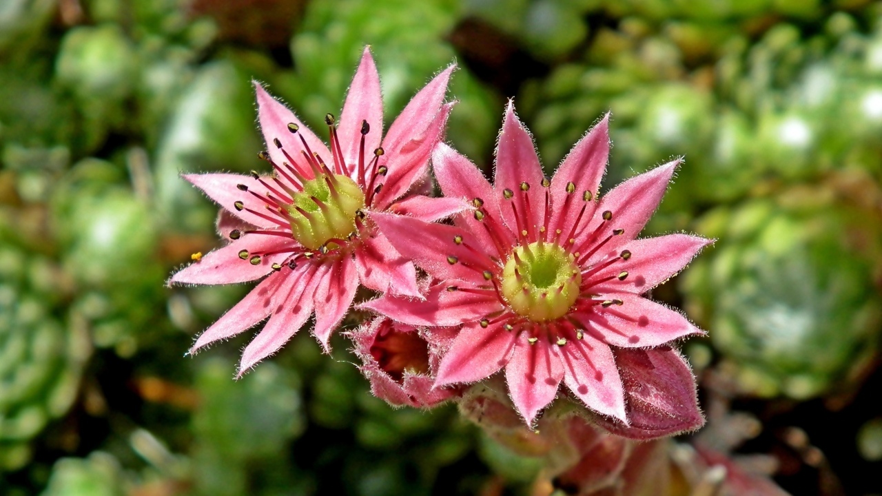 Два розовых цветка крупным планом