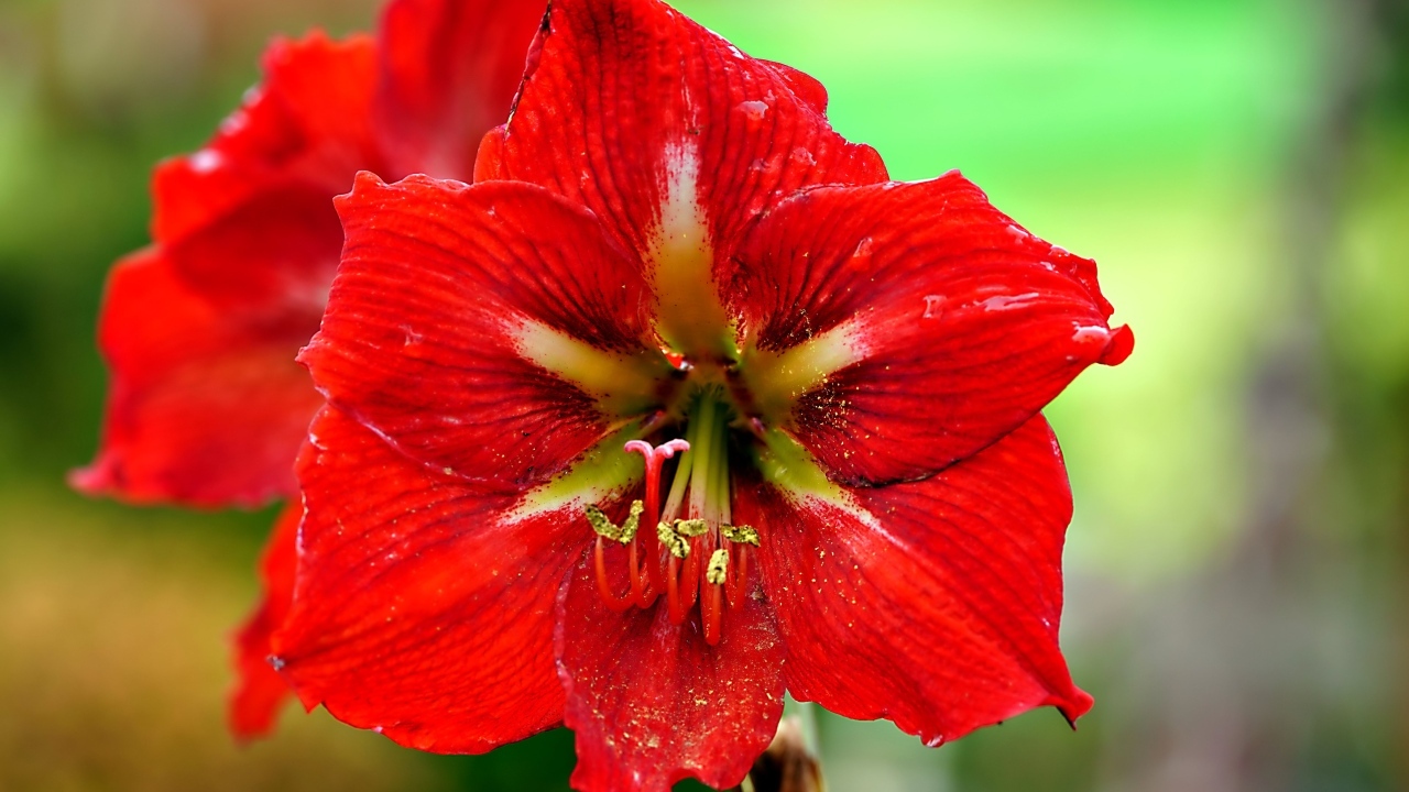 Два красных комнатных цветка амариллиса