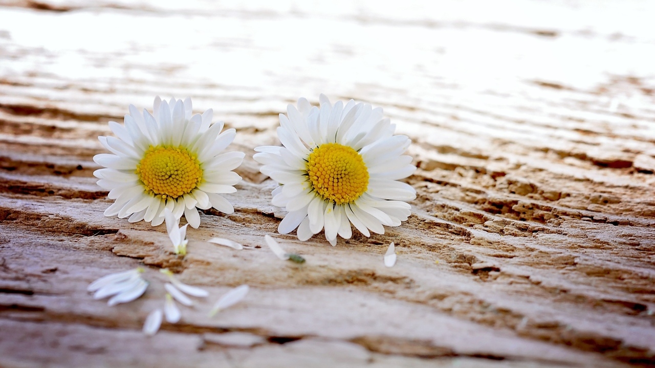 Два белых цветка ромашки на столе