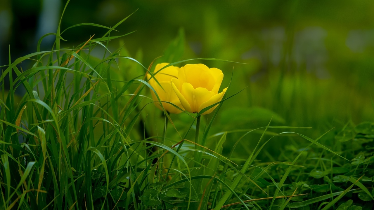 Два желтых тюльпана в зеленой траве