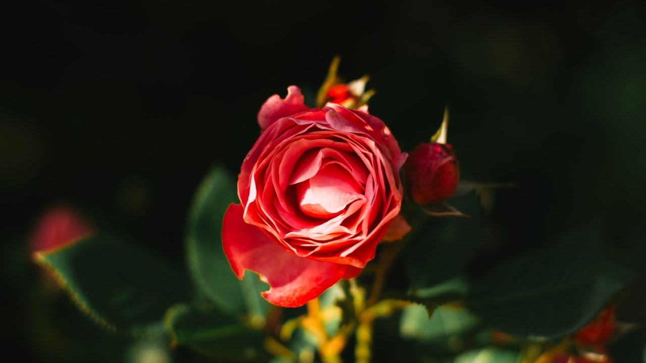 Нераспустившаяся красная роза с бутонами на клумбе