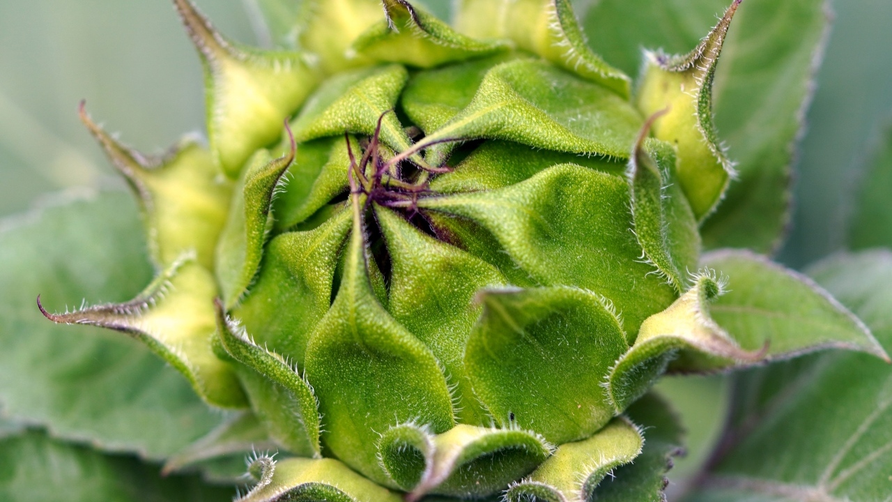 Нераспустившийся цветок подсолнуха крупным планом