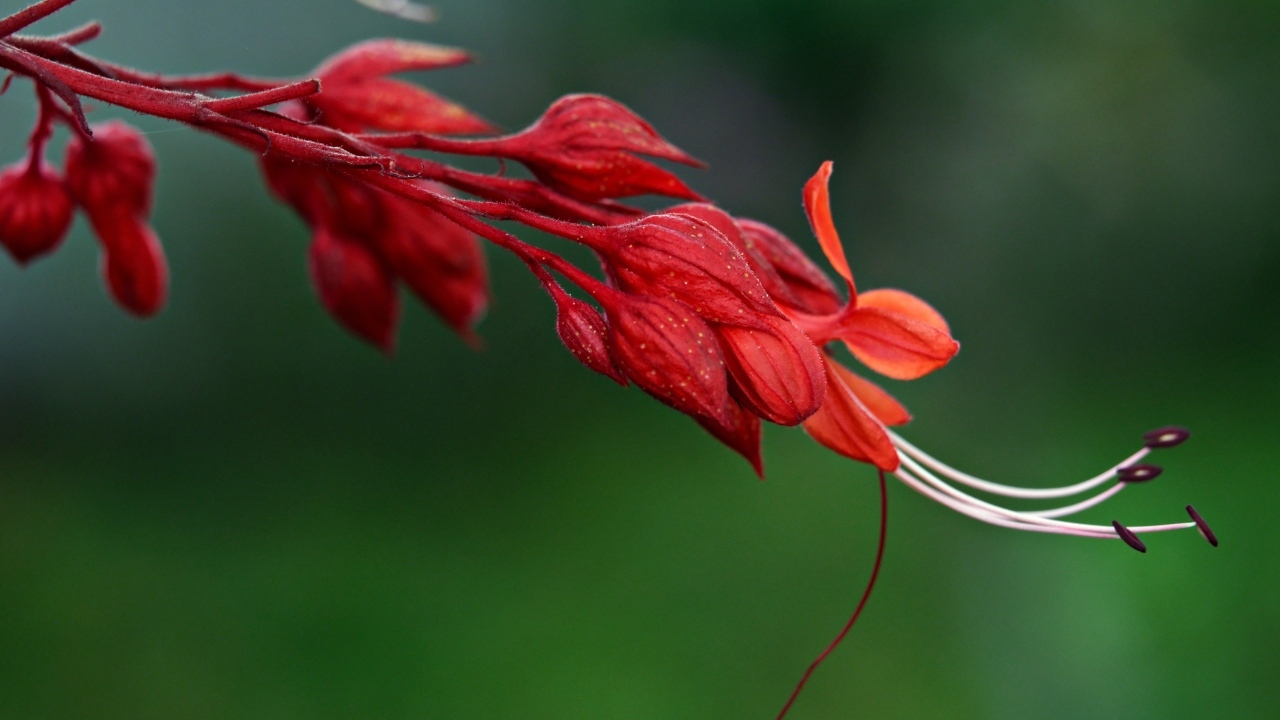 Необычный красный цветок на зеленом фоне