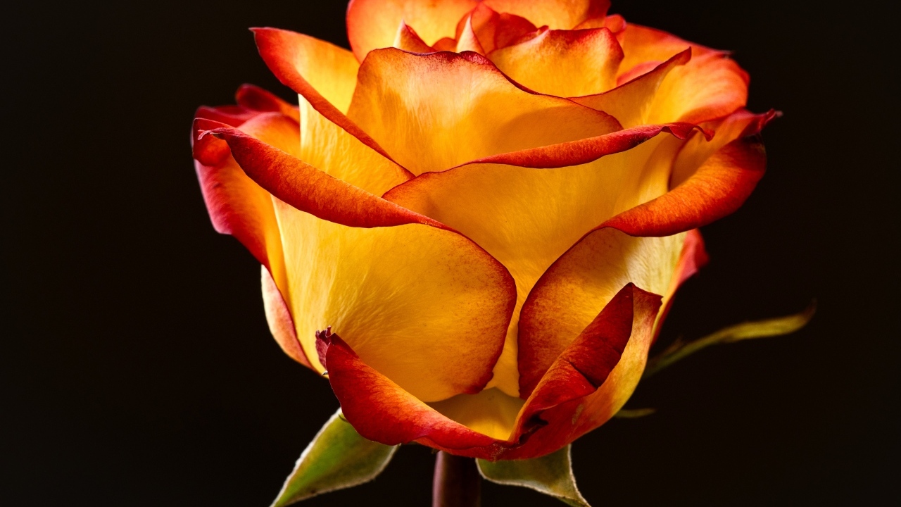 Необычная роза на черном фоне крупным планом