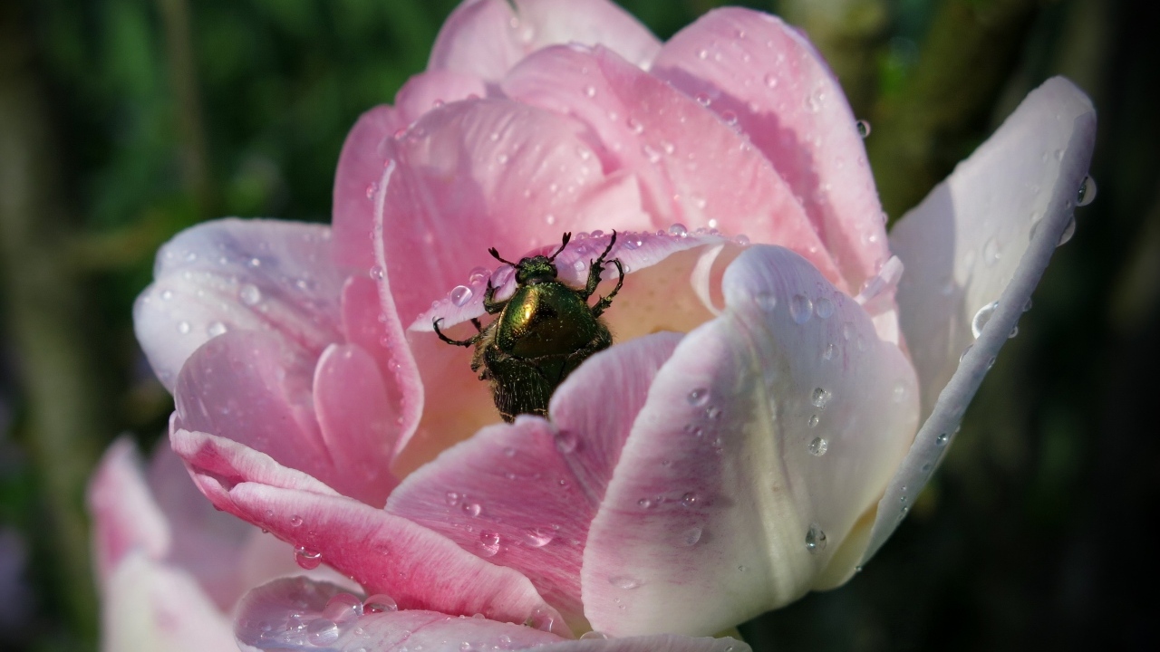 Мокрый розовый тюльпан с жуком крупным планом