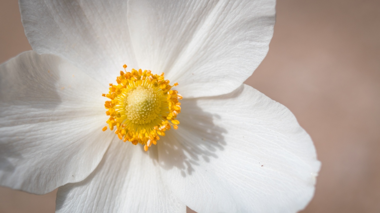 Белый цветок анемоны крупным планом