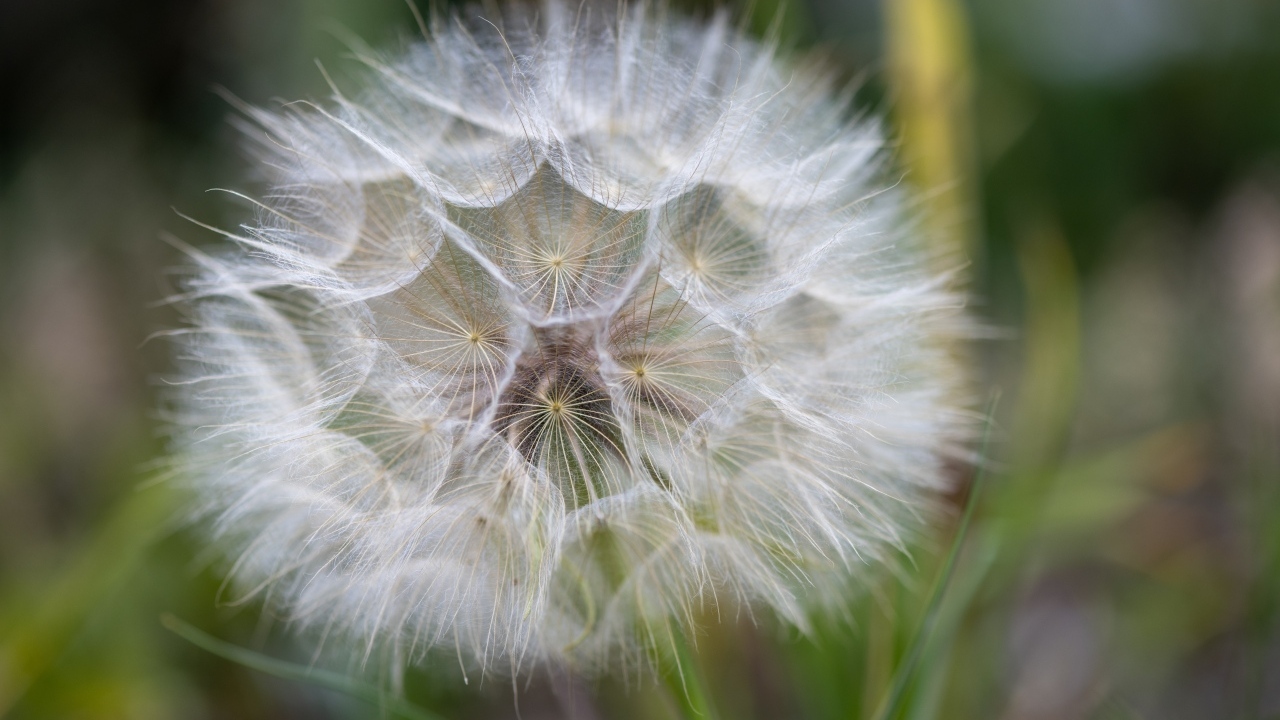 Белый красивый одуванчик крупным планом