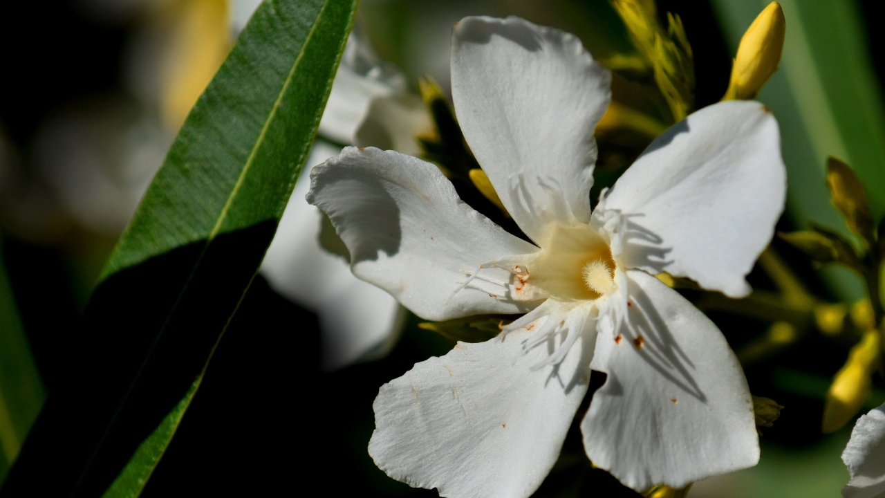 Белые красивые цветы олеандр