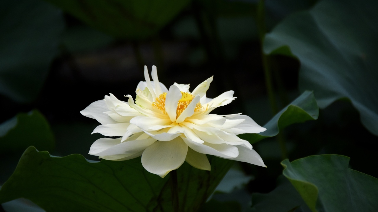 Белый распустившийся цветок лотоса с зелеными листьями