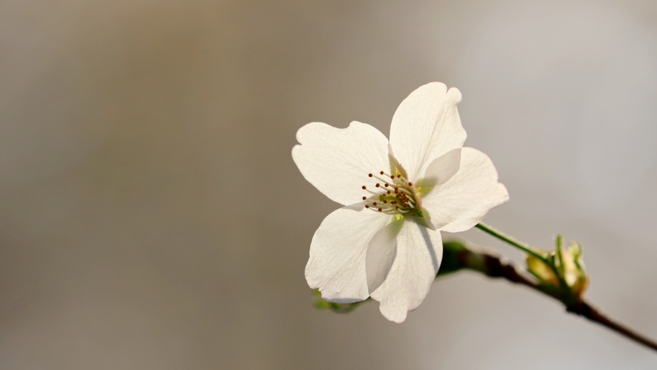 Белый цветок вишни крупным планом на сером фоне