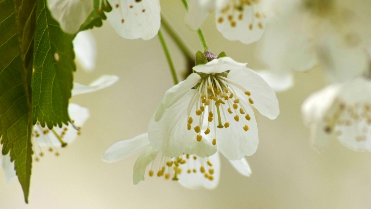 Белые цветы вишни крупным планом