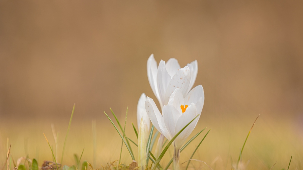 Белые крокусы на холодной земле весной