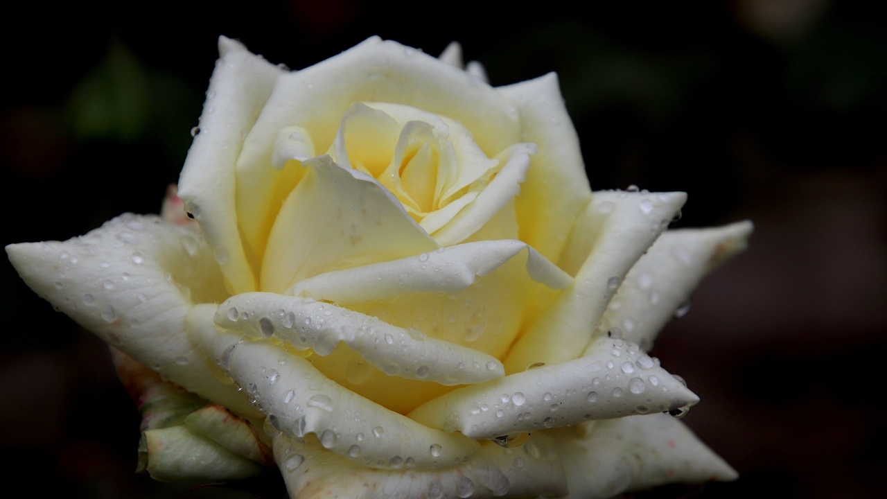 Белая нежная роза с росой на лепестках