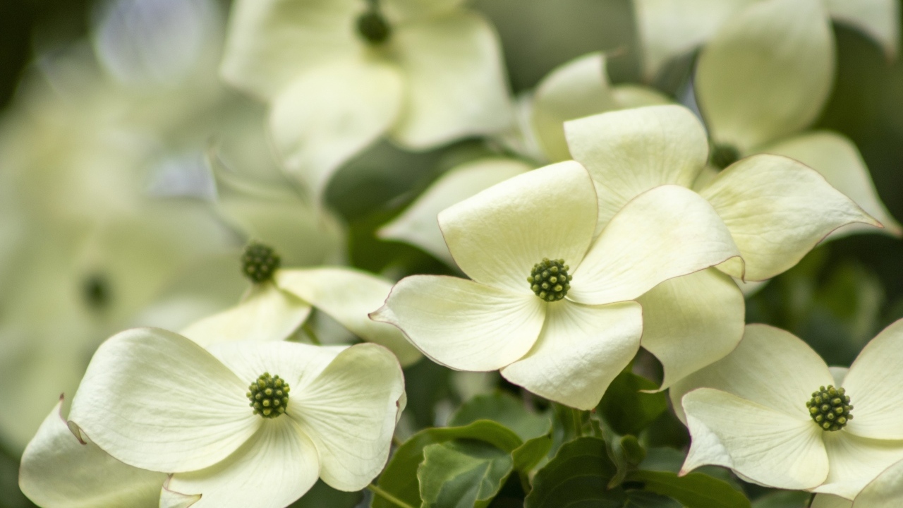 Белые цветы кизила крупным планом