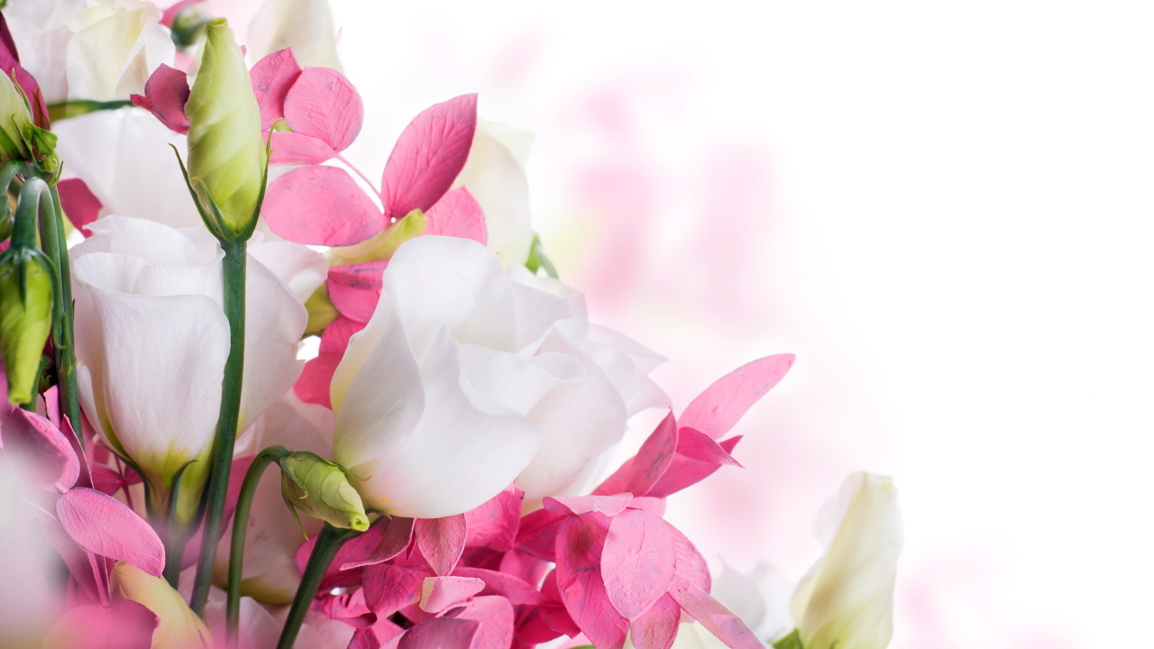 Белые цветы эустомы и розовые цветы