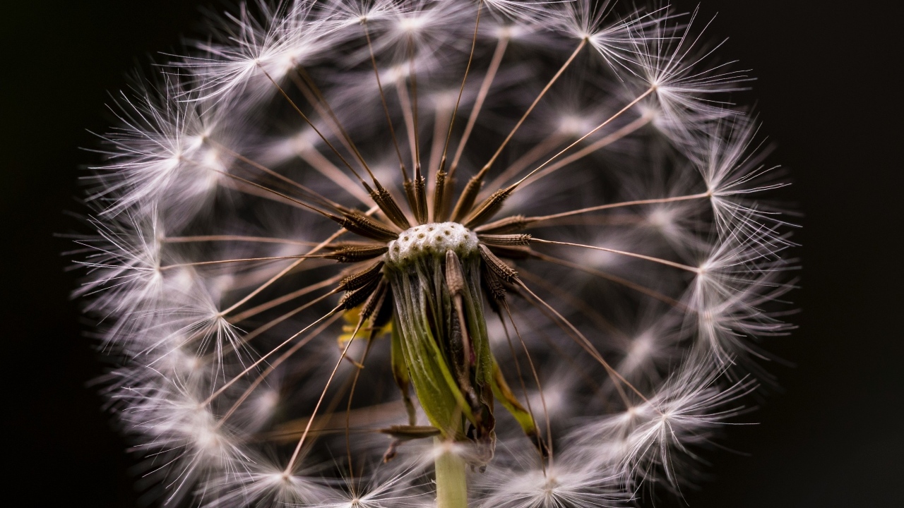 Белый отцветший одуванчик на черном фоне