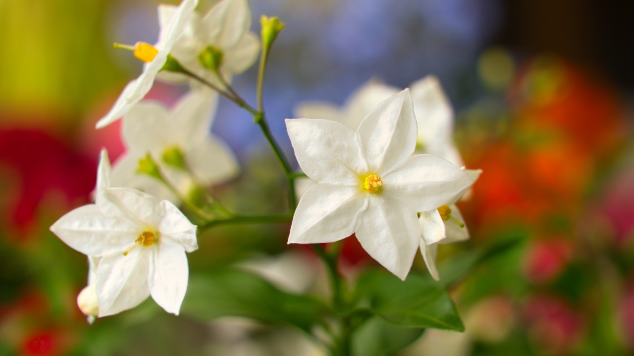 Белые цветы на клумбе летом