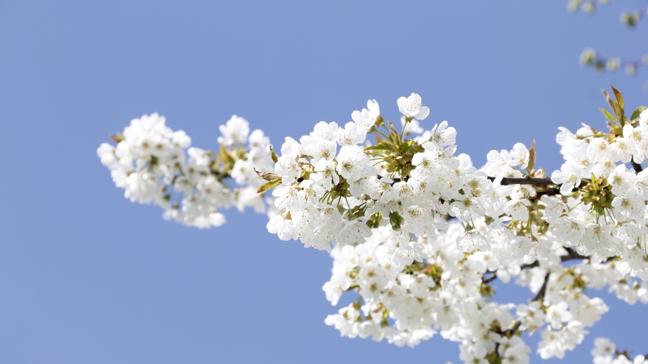 Белые цветы на ветке вишни на голубом фоне