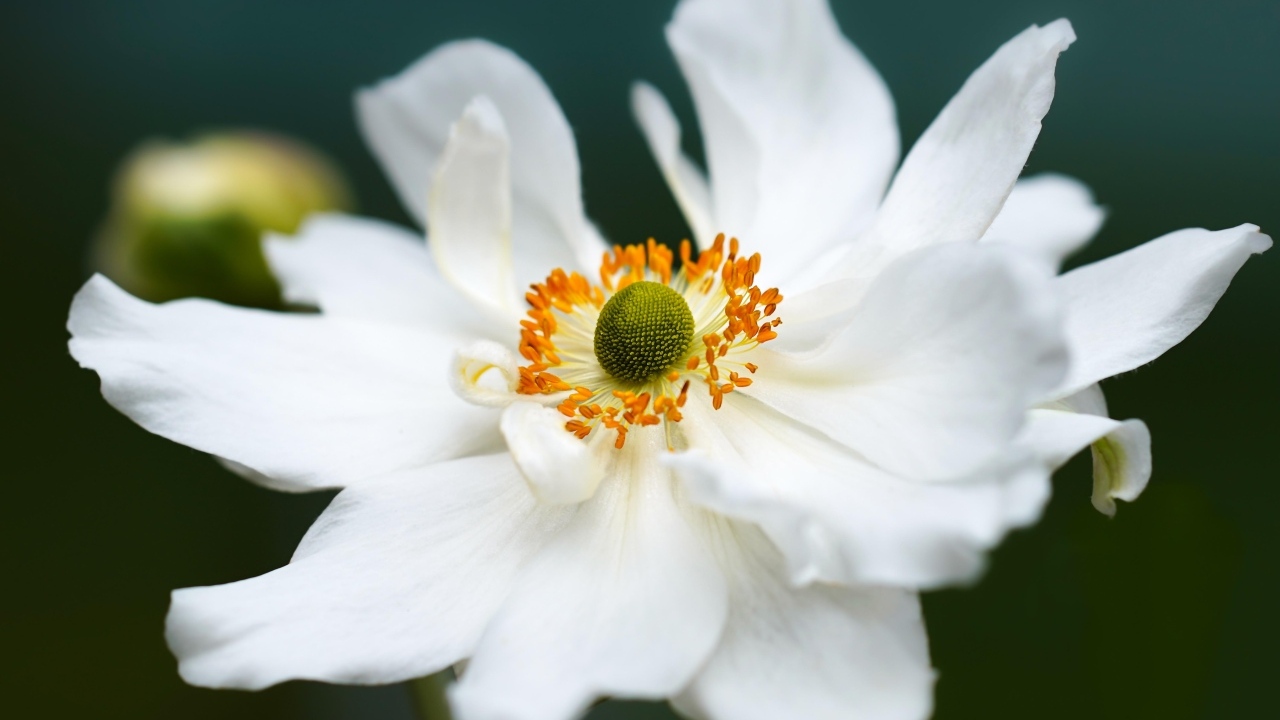 Белый крупный цветок анемоны в саду