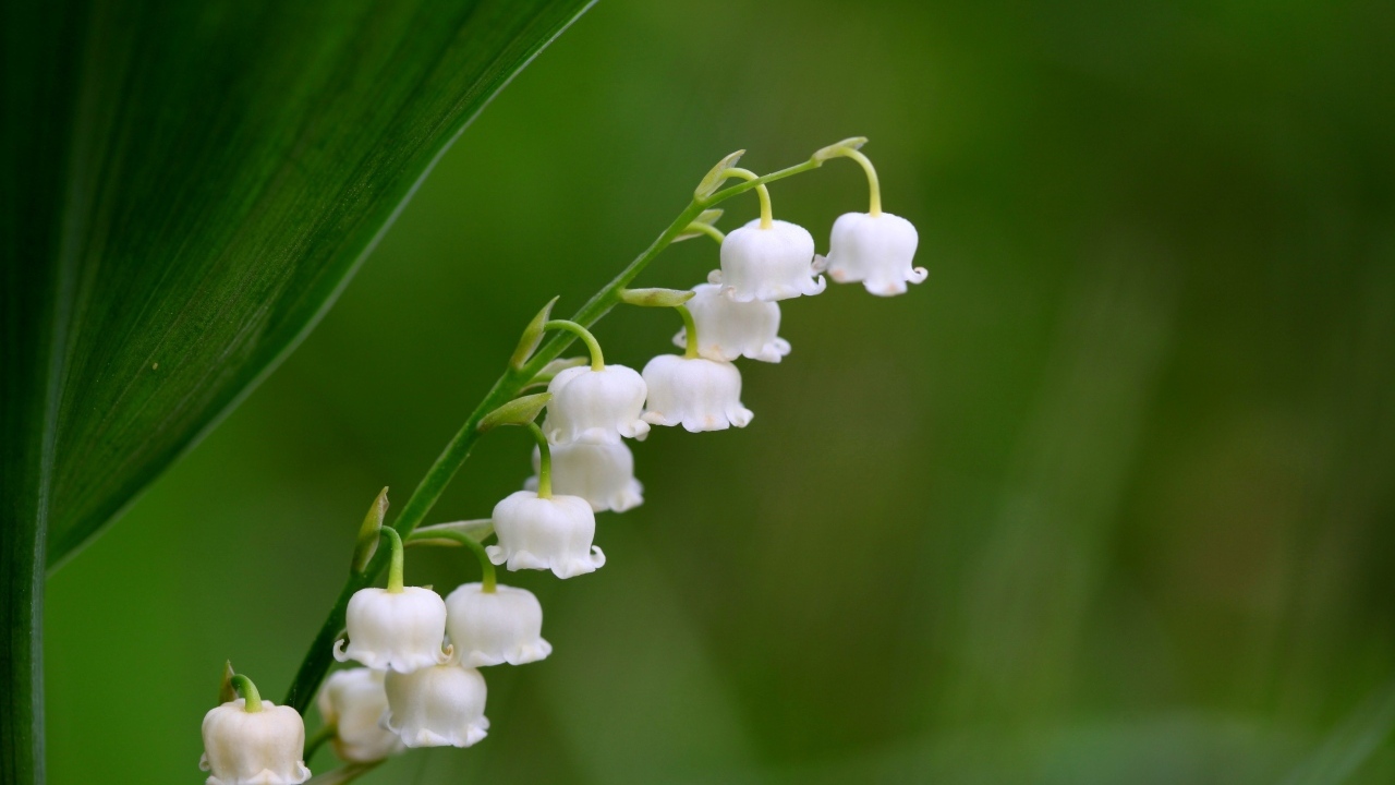 Белый ландыш крупным планом