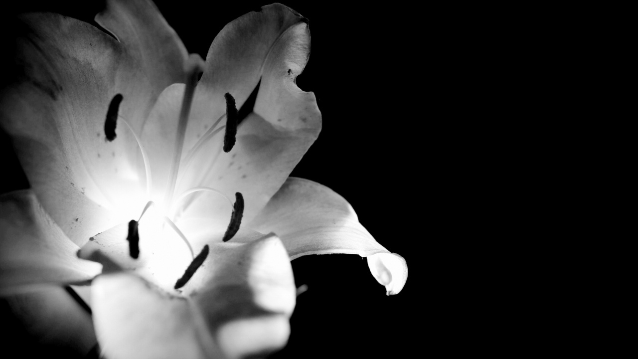 Белая лилия на черном фоне