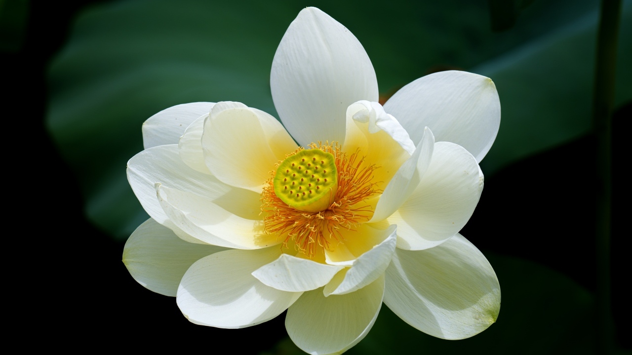 Белый цветок лотоса с желтой серединкой крупным планом