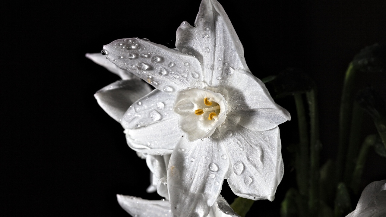 Белый цветок нарцисса в каплях росы