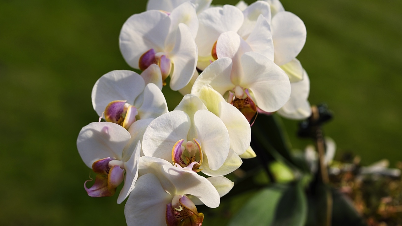 Белые цветы орхидеи в лучах солнца